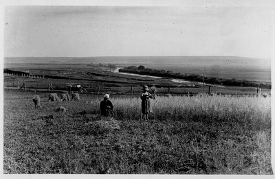 Oats - Harvesting