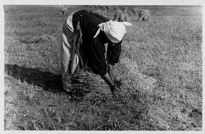 Oats - Harvesting
