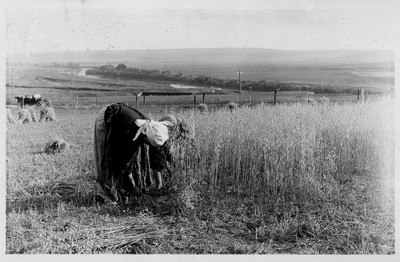 Oats - Harvesting