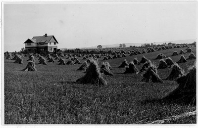 Oats - Harvesting
