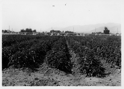 Potato Plot