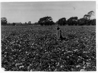 Potato Plot
