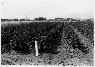 Potato Plot