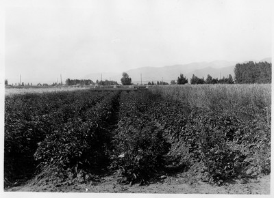 Potato Plot