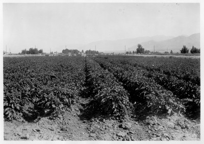 Potato Plot