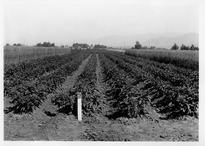 Potato Plot