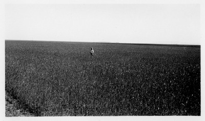Rye