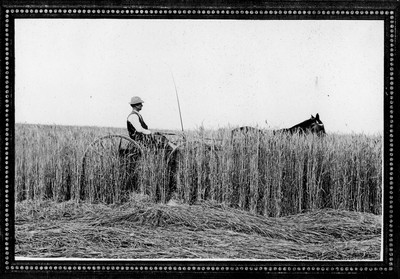 Rye Field
