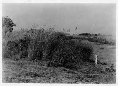 Rye Field