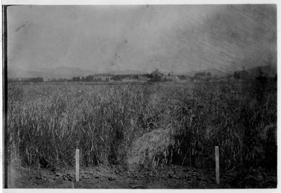 Rye