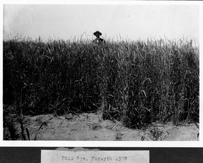 Rye