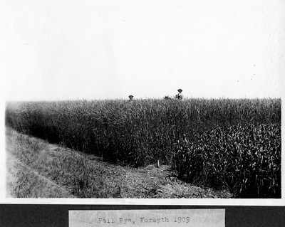 Rye