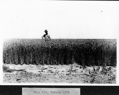 Rye