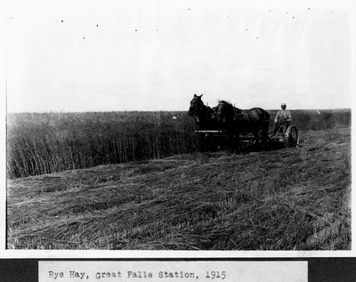 Rye Hay