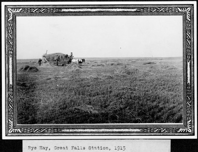 Rye Hay