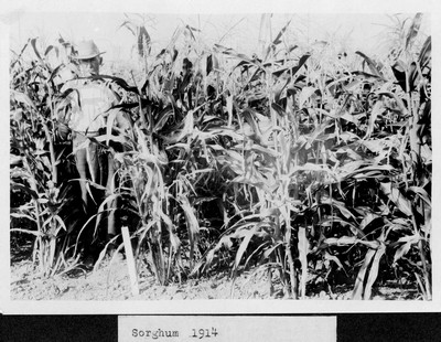 Sorghum