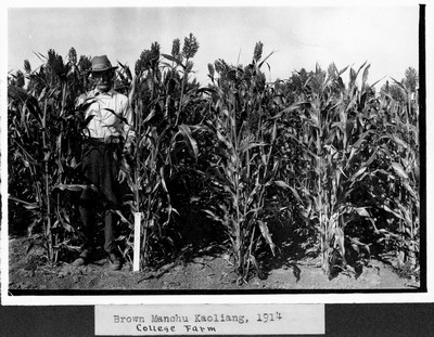 Sorghum