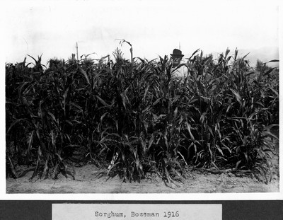 Sorghum