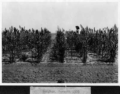 Sorghum