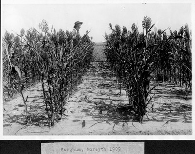 Sorghum