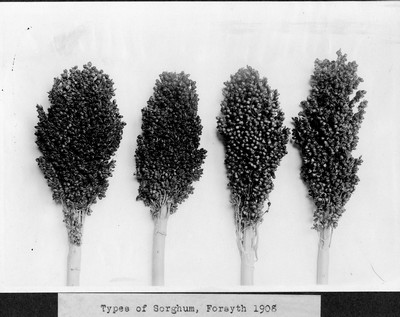 Sorghum