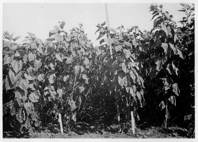 Sunflowers