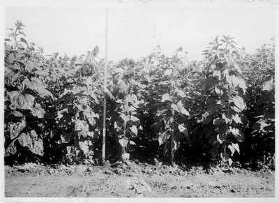 Sunflowers