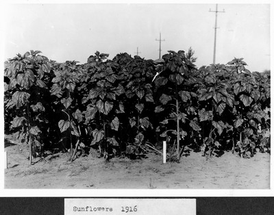 Sunflowers