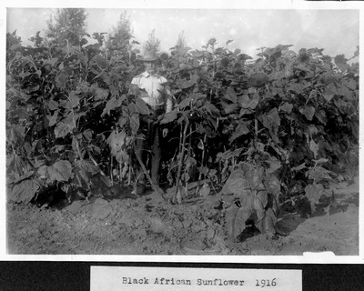 Sunflowers
