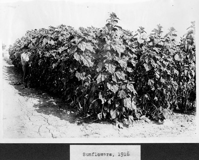 Sunflowers