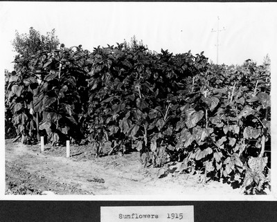 Sunflowers