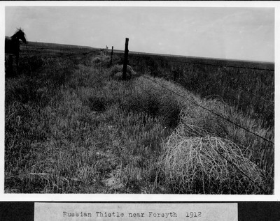 Russian Thistles