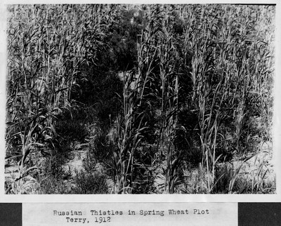 Russian Thistles