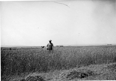Wheat