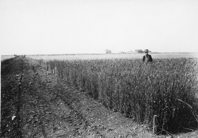 Wheat