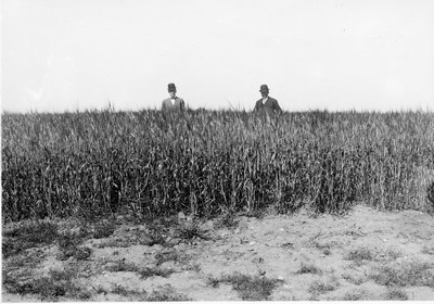 Wheat