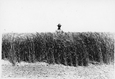 Wheat