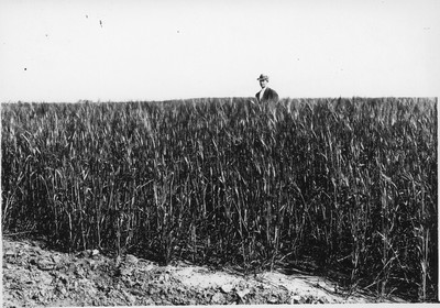 Wheat