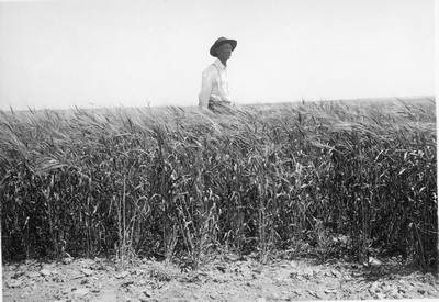 Wheat
