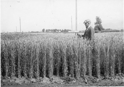 Wheat