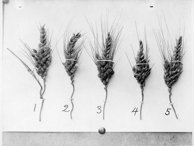 Wheat Varieties