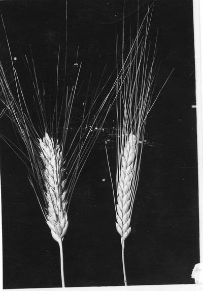 Wheat Varieties