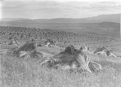 Wheat Field