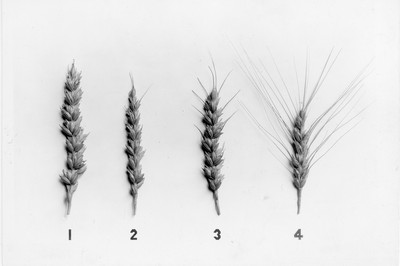 Wheat