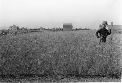Spring Wheat