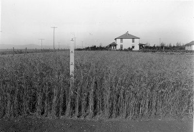 Spring Wheat