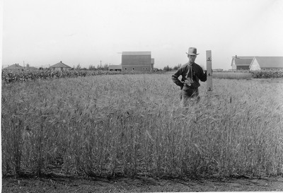 Spring Wheat