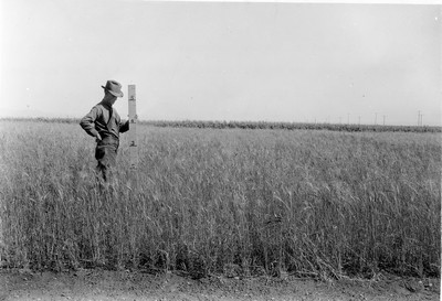 Spring Wheat