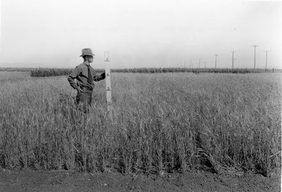 Spring Wheat