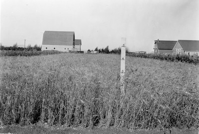 Spring Wheat